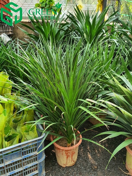 product-image-preview