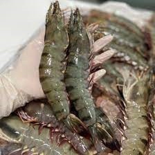 TÔM SÚ TO CÓ ĐẦU