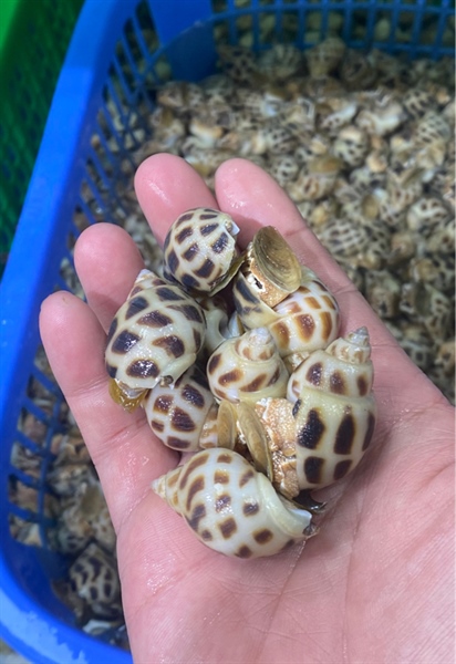 Ốc Hương Sạch (size 90-100con/kg)