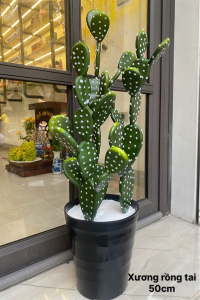 Xương rồng tai 50cm - Cây - Hoa Lụa Vân Vượng