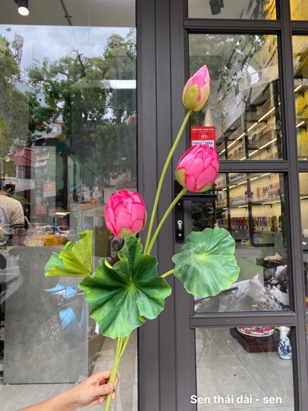 Sen thái dài - Sen - Sen - Hoa Lụa Vân Vượng