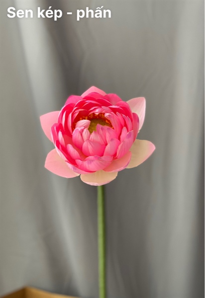 Sen kép - phấn - Sen - Hoa Lụa Vân Vượng