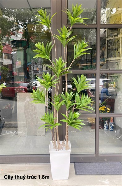 Cây thủy trúc 1,6m 14n - Cây - Hoa Lụa Vân Vượng