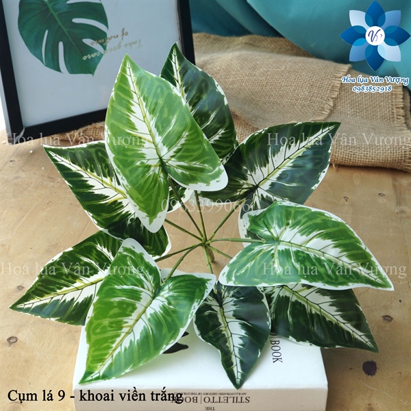 Cụm lá 9 - khoai viền trắng - Lá cành ngắn - Hoa Lụa Vân Vượng