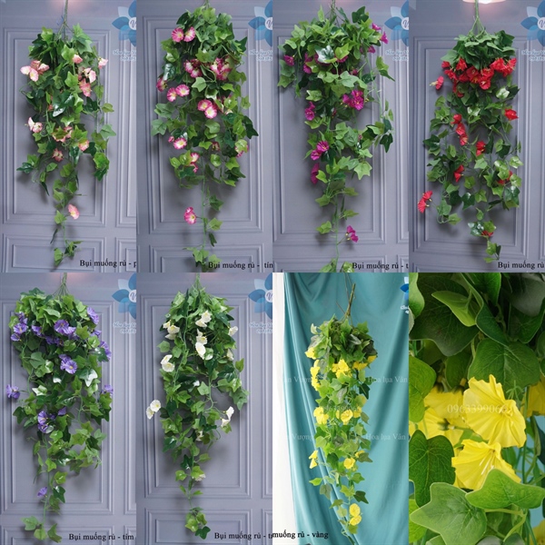 Bụi muống rủ - Rủ - Hoa Lụa Vân Vượng