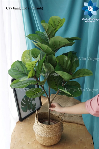 Cây bàng nhỏ - Cây - Hoa Lụa Vân Vượng