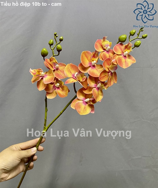 Tiểu hồ điệp 10b to - cam - Hồ điệp, lan - Hoa Lụa Vân Vượng