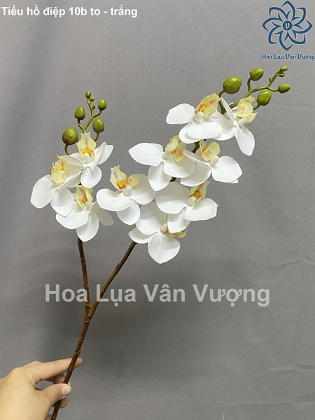 Tiểu hồ điệp 10b to - trắng - Hồ điệp, lan - Hoa Lụa Vân Vượng