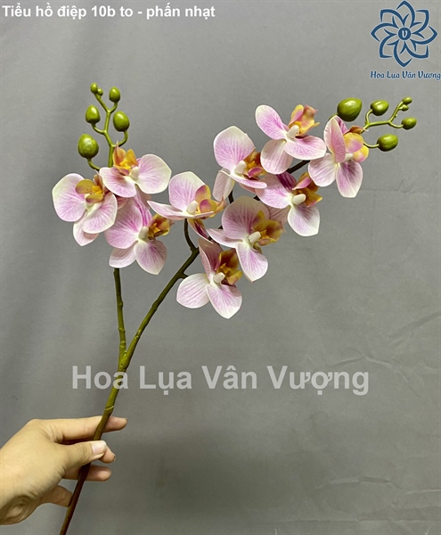 Tiểu hồ điệp 10b to - phấn nhạt - Hồ điệp, lan - Hoa Lụa Vân Vượng