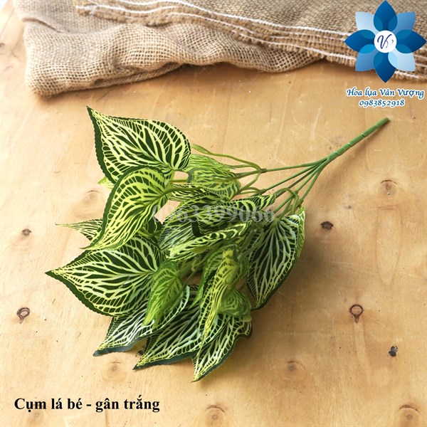 Cụm lá bé - gân trắng - Lá cành ngắn - Hoa Lụa Vân Vượng