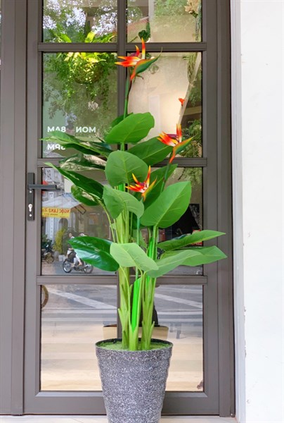 Cây thiên điểu 3 thân - Cây - Hoa Lụa Vân Vượng