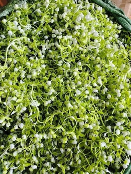 By rời nhặt sẵn - cỏ bể cá - Hoa Lụa Vân Vượng