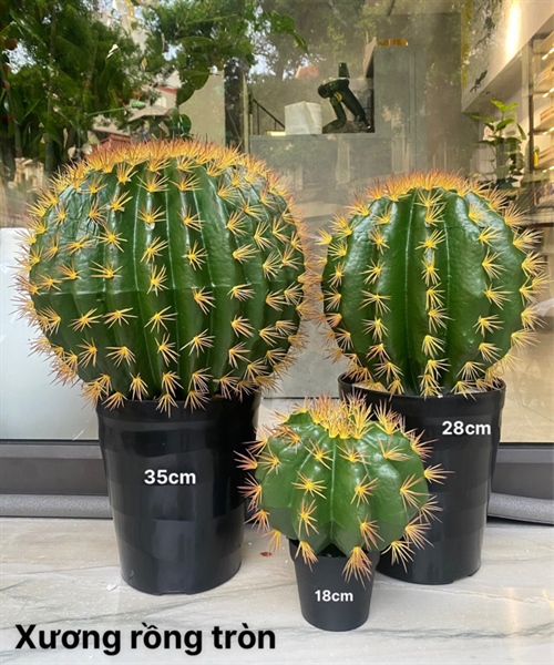 Xương rồng tròn 35cm - vàng - Cây - Hoa Lụa Vân Vượng