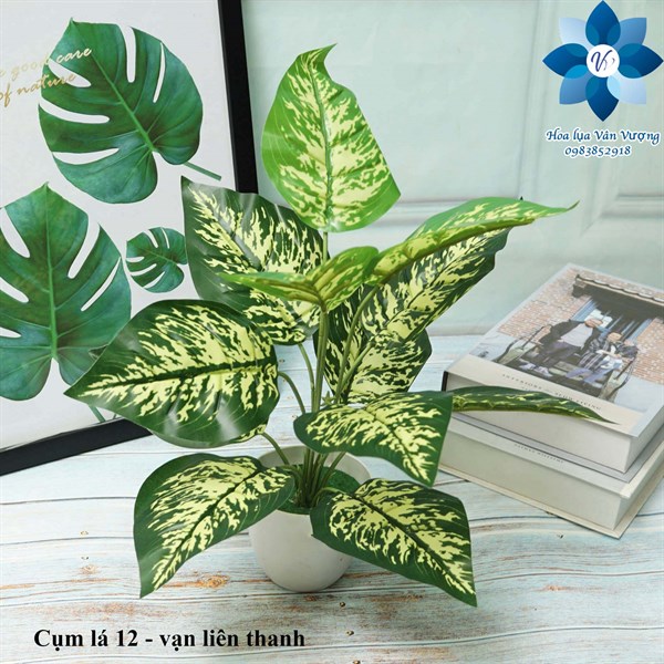 Cụm lá 12 - vạn liên thanh - Lá cành ngắn - Hoa Lụa Vân Vượng