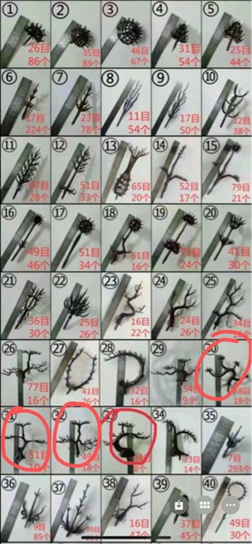 Cỏ bể cá đế cao - cỏ bể cá - Hoa Lụa Vân Vượng