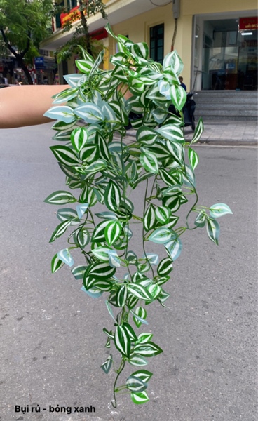 Bụi rủ - bỏng xanh - Rủ - Hoa Lụa Vân Vượng