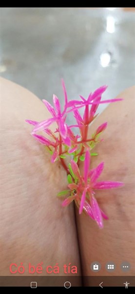cỏ bể cá tía - cỏ bể cá - Hoa Lụa Vân Vượng