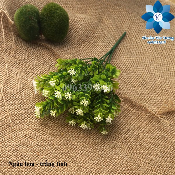 Ngâu hoa - trắng tinh - Hoa cành ngắn - Hoa Lụa Vân Vượng