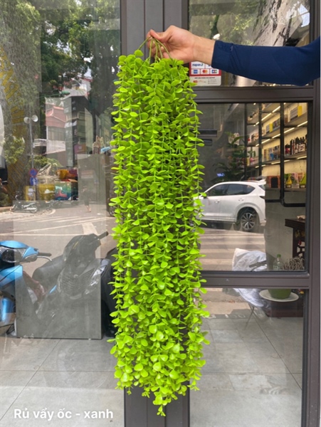 Rủ vẩy ốc - Rủ - Hoa Lụa Vân Vượng