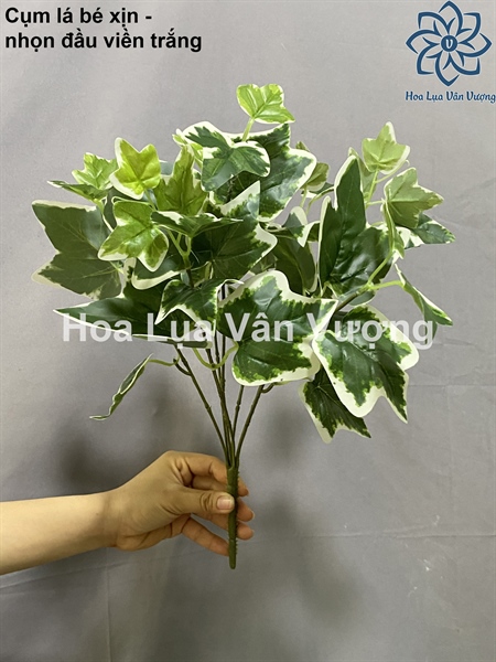 Cụm lá bé xịn - nhọn đầu viền trắng - Lá cành ngắn - Hoa Lụa Vân Vượng