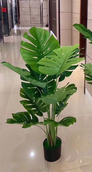 Cây lá rùa 1,2m - Cây - Hoa Lụa Vân Vượng