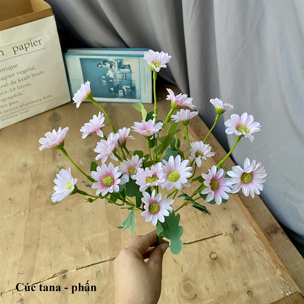 Cúc tana - Phấn - Hoa cành ngắn - Hoa Lụa Vân Vượng