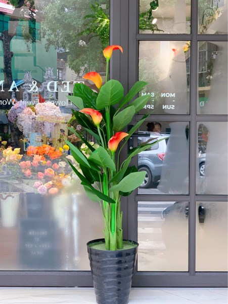 Cây rum 4b - Cây - Hoa Lụa Vân Vượng