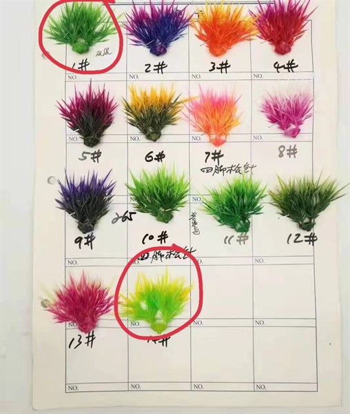 Cỏ bể cá nhọn chùm - cỏ bể cá - Hoa Lụa Vân Vượng