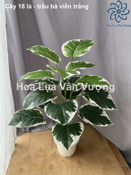 Cây 18 lá - trầu bà viền trắng - Cây - Hoa Lụa Vân Vượng