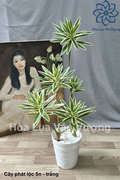 Cây phát lộc 5n - Cây - Hoa Lụa Vân Vượng