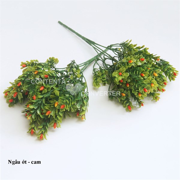 Ngâu ớt - Hoa cành ngắn - Hoa Lụa Vân Vượng