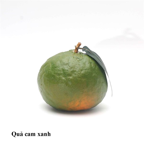 Cam sành xanh - Quả và dây quả - Hoa Lụa Vân Vượng