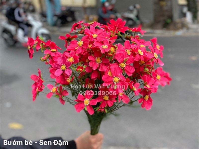 Bướm Bé - Sen Đậm - Hoa cành dài - Hoa Lụa Vân Vượng