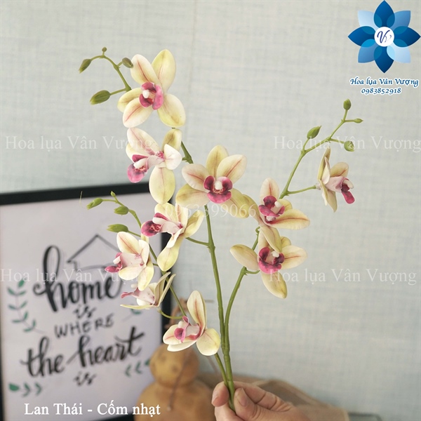 Lan Thái - Hồ điệp, lan - Hoa Lụa Vân Vượng