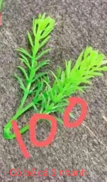 cỏ bể cá 3 nhánh - cỏ bể cá - Hoa Lụa Vân Vượng