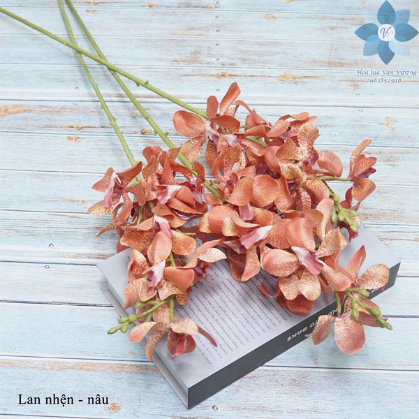 Lan nhện - Hồ điệp, lan - Hoa Lụa Vân Vượng