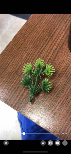 Cỏ bể cá hoa - cỏ bể cá - Hoa Lụa Vân Vượng