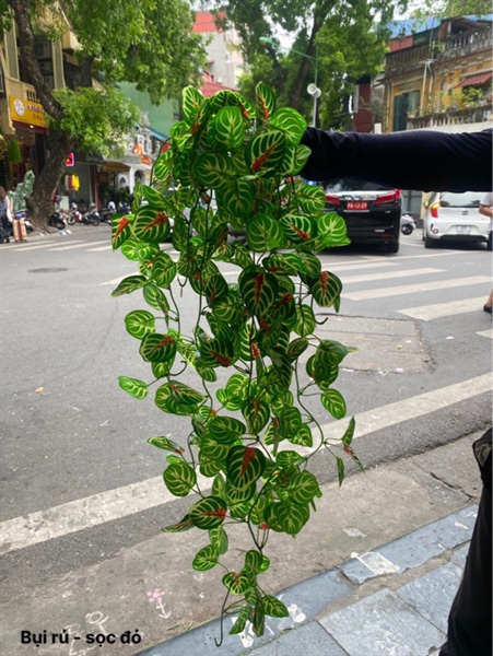 Bụi rủ - sọc đỏ - Rủ - Hoa Lụa Vân Vượng