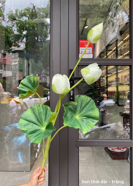 Sen thái dài - Trắng - Sen - Hoa Lụa Vân Vượng