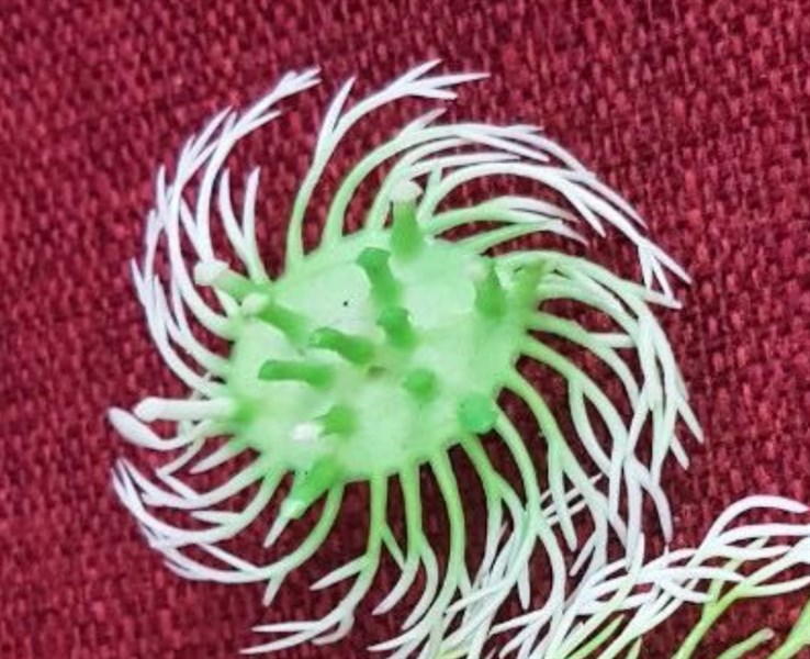 Cỏ bể cá gai bé - cỏ bể cá - Hoa Lụa Vân Vượng