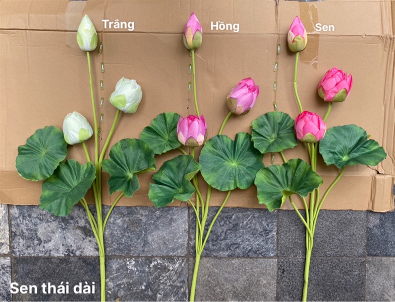 Sen thái dài - Sen - Hoa Lụa Vân Vượng