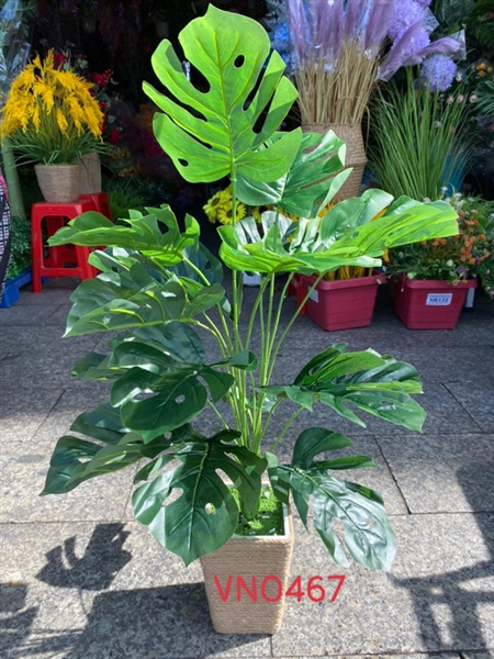 BỤI LÁ RÁP ĐỦ LOẠI 18 LÁ CAO 75cm VN0467