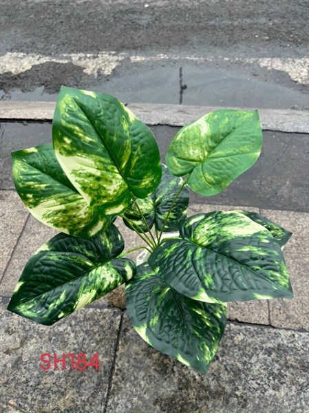 BUI LÁ TRẦU BÀ THÁI ĐỐM TRẮNG 9 LÁ 40CM SH184