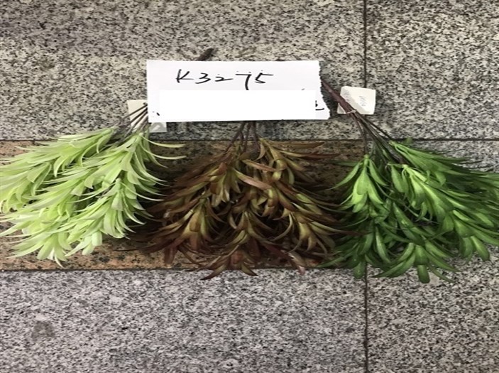 K3275 BỤI CỎ LA HÁN PHẤN
