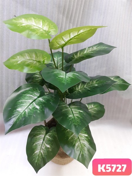 K5727 BỤI LÁ TRẦU GÂN TRẮNG RÁP 18 LÁ