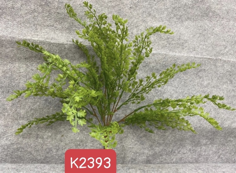 K2393 BỤI LÁ DƯƠNG XỈ THÁI 7N