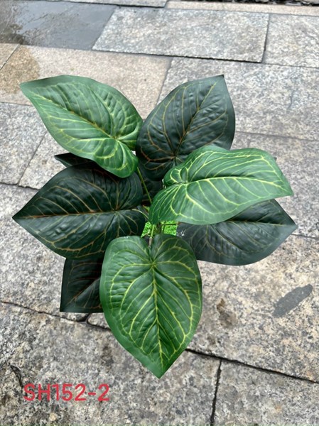 BỤI LÁ MÔN GÂN 9 LÁ 40CM SH152
