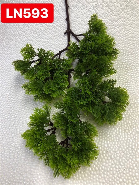 LN593 NHÁNH TÙNG LỚN