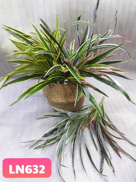 LN632 BỤI CỎ LAN CHI 4 ĐẦU