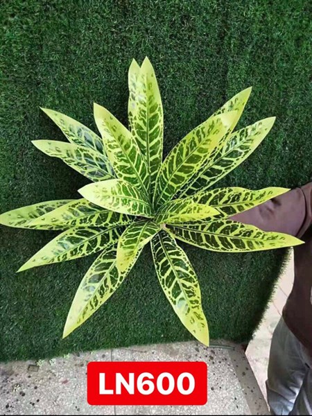 LN600 BỤI LÁ ĐUÔI CHỒN VÀNG